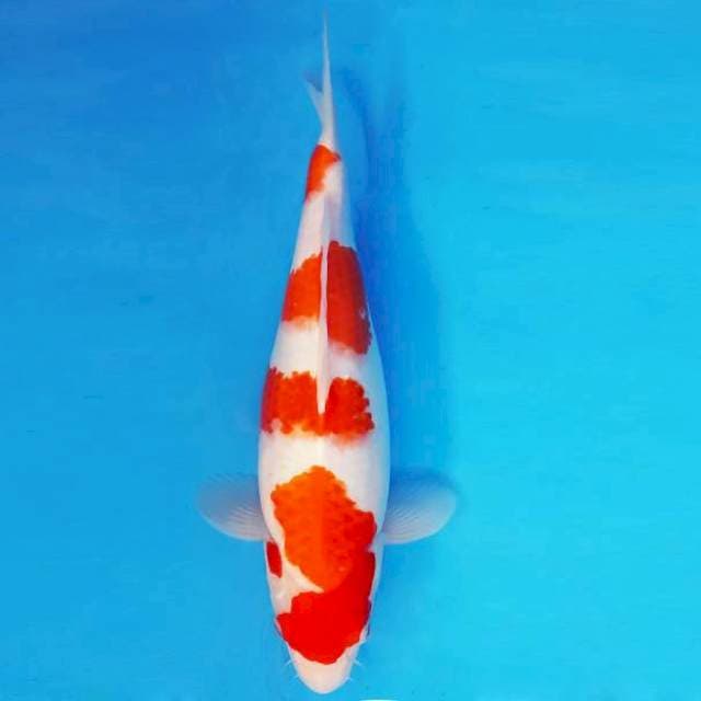 AYALA 1 - Kohaku ®