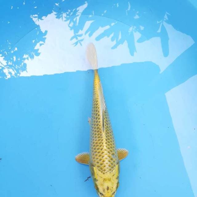 Yellow mukasi