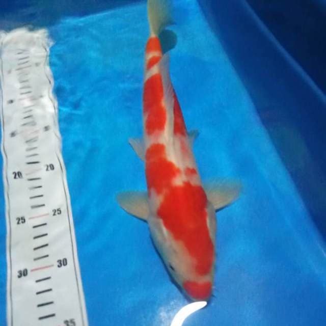 Kohaku