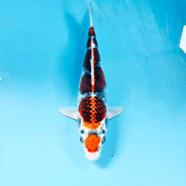 Maruten Kujaku, 22 cm