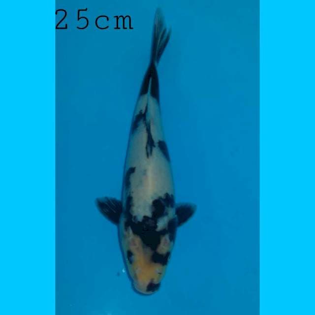 Bahan keeping Shiro 25cm
