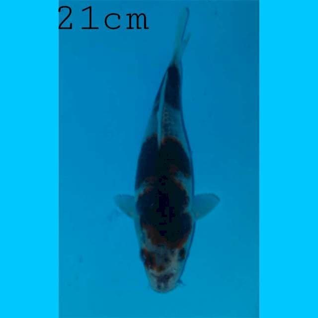 Goshiki goromo 21cm ๐ฅ๐ฅ