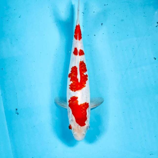 Kohaku, 25 cm