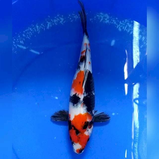showa 30cm