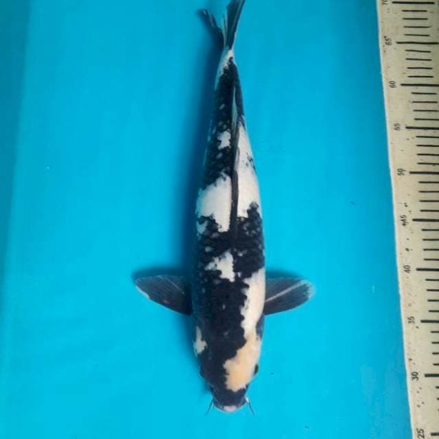 Shiro 41cm/M