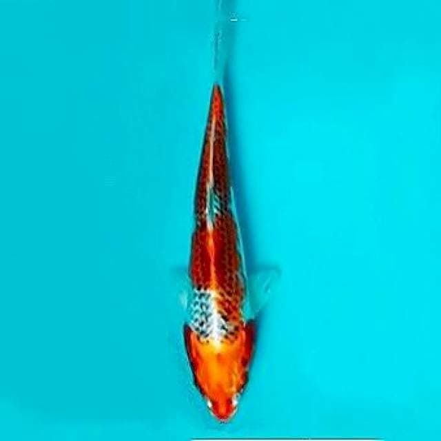 Goshiki 25cm