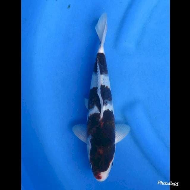 31cm ,Male - Budo Goromo