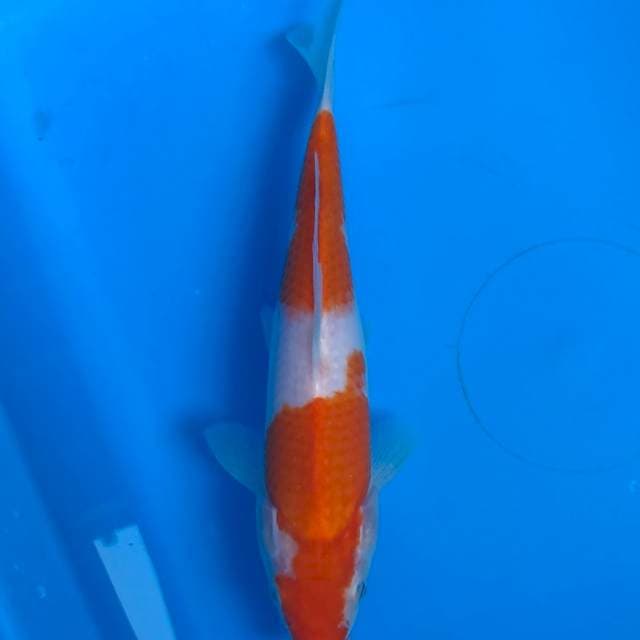 Kohaku