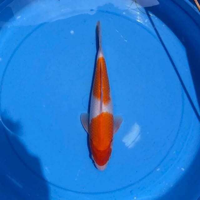 Kohaku