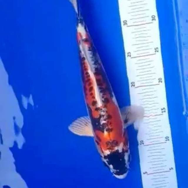 Beni kiko 34cm