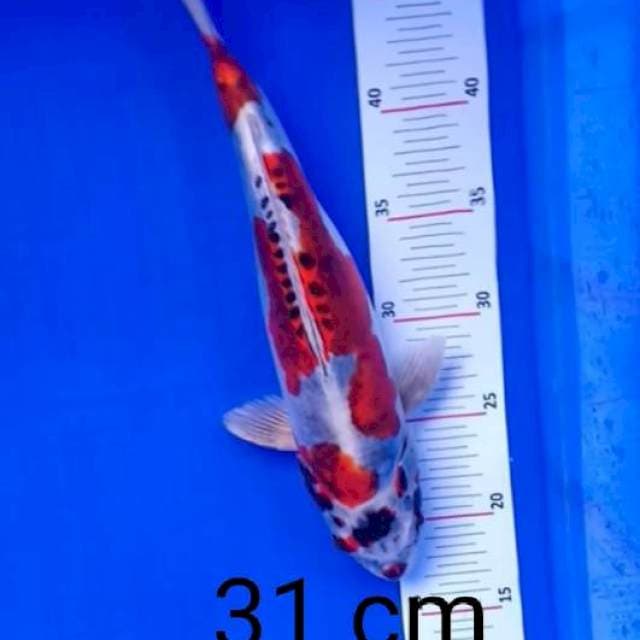Beni kiko 31cm