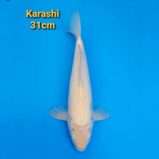 Jumbo Tosai Akame 31cm