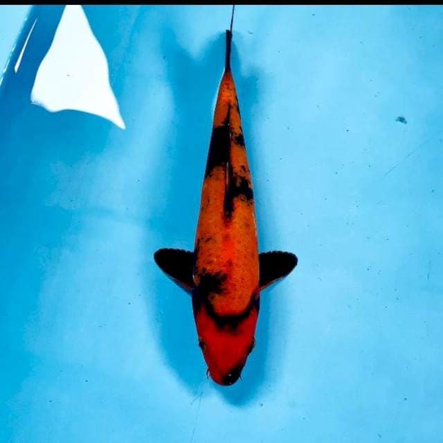 Hi Utsuri, 25 cm