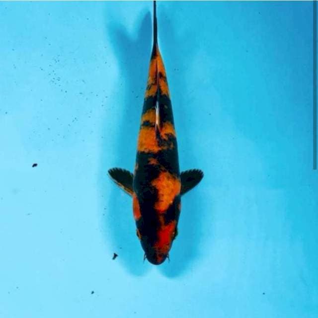 Hi Utsuri, 20 cm