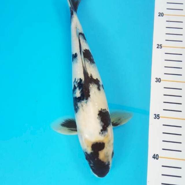 Shiro 28 male