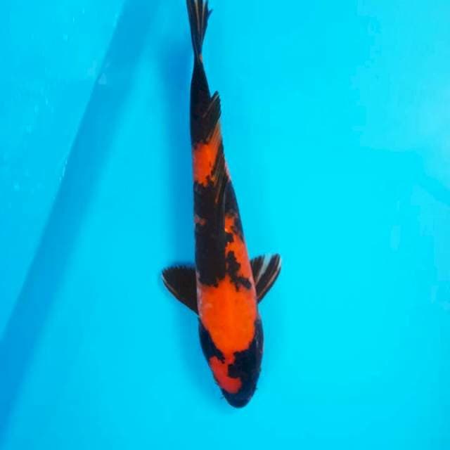 Hi showa 35cm