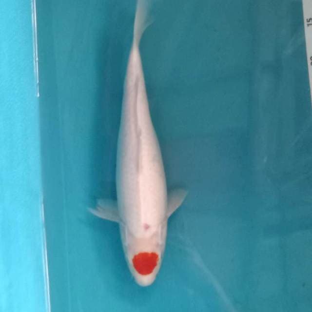 Tancho Kohaku 37cm