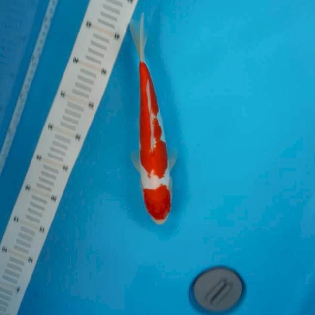 Kohaku doitsu 28cm
