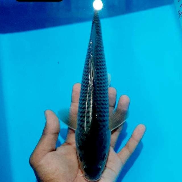 Black diamond 29 cm