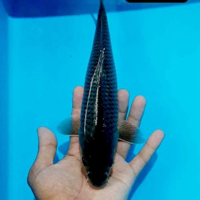 Black diamond 28 cm