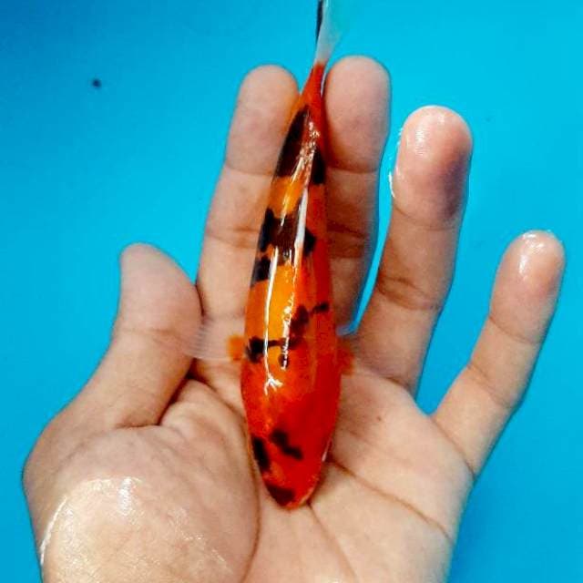 Doitsu 13 cm