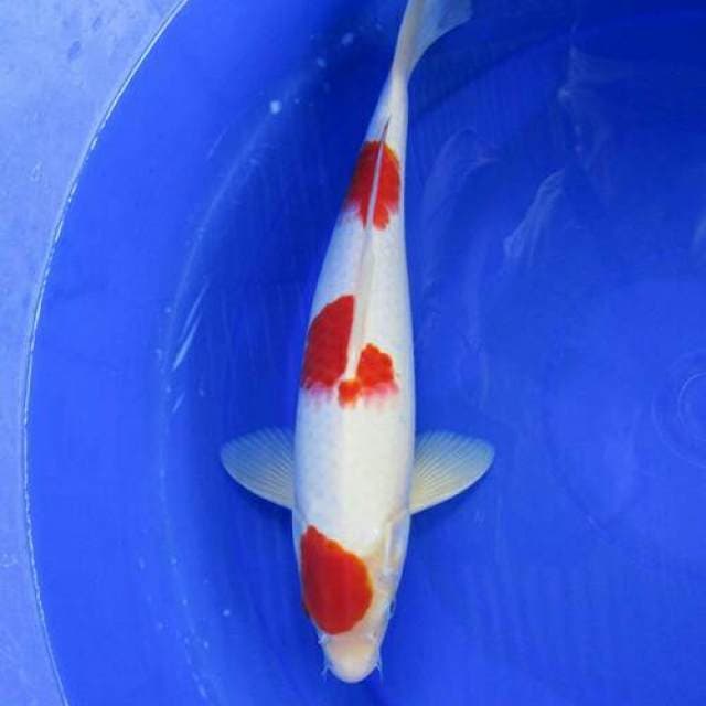 Kohaku jantan stronge calon jumbo