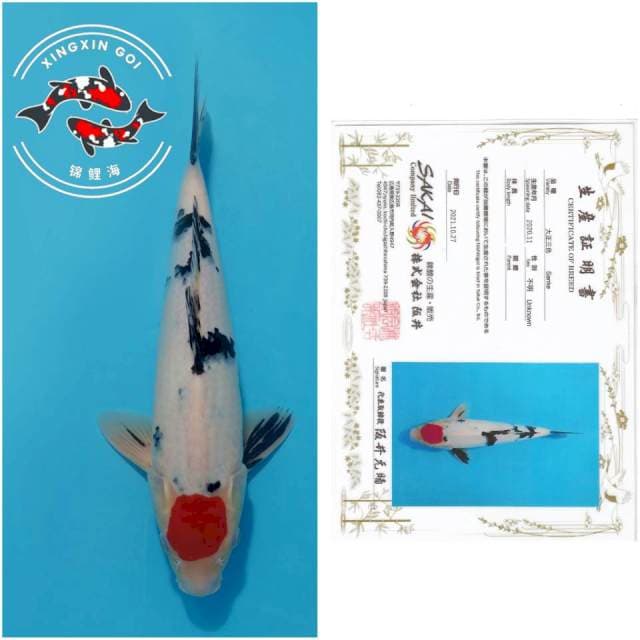 TANCHO SANKE SAKAI 34CM MALE