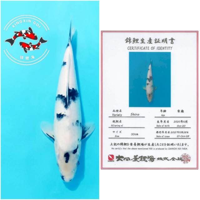 SHIRO DAINICHI 33cm