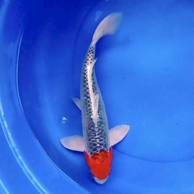 Tancho ghosiki orie,merah jozz 38cm