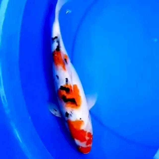 SANDAN SANKE RAPI 39cm