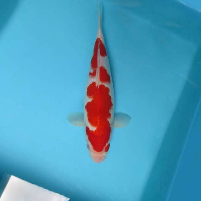 ABRACADABRA 2 - KOHAKU,-