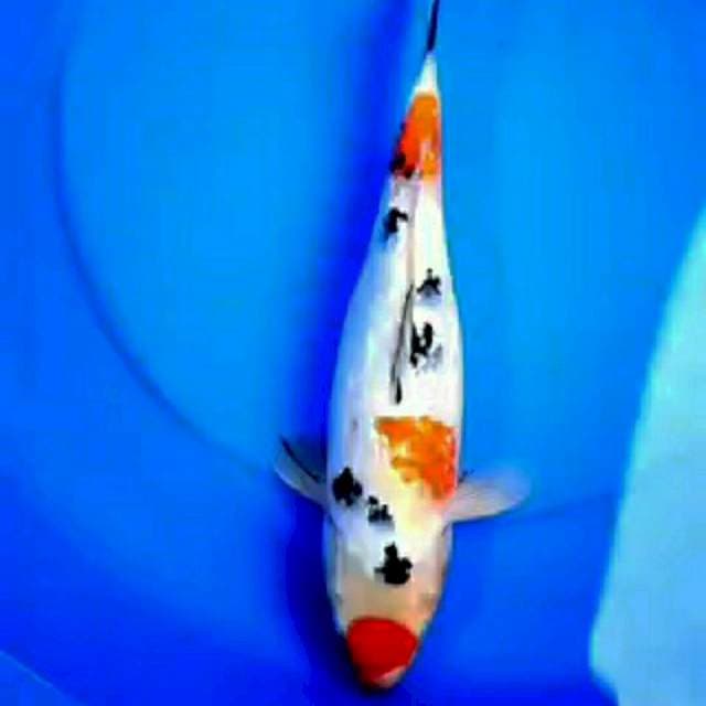 MARUTEN SANKE GINRIN 36cm