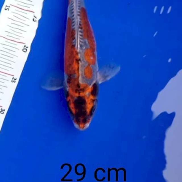 Kikokuryu 29cm
