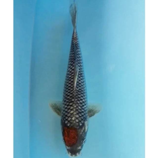 Matsukawabake 27 cm