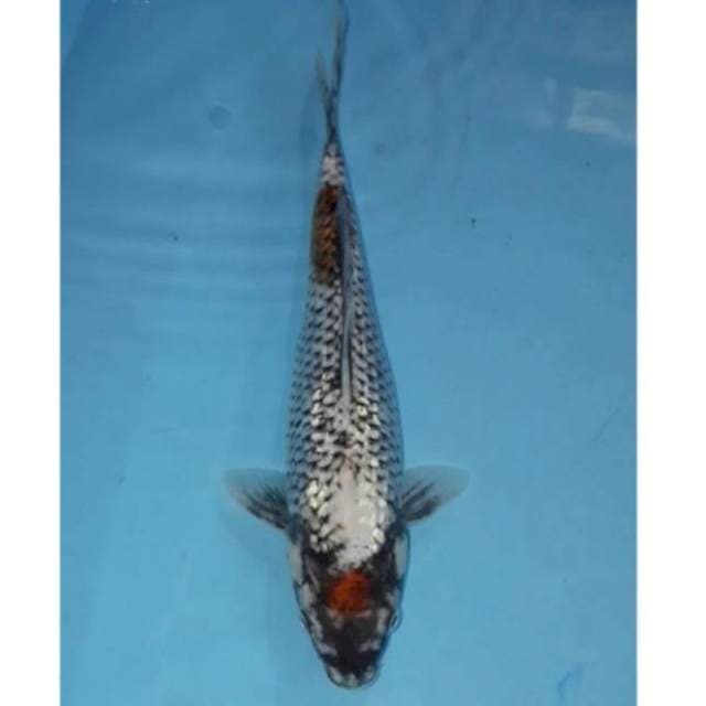 Ginrin Matsukawabake 27 cm
