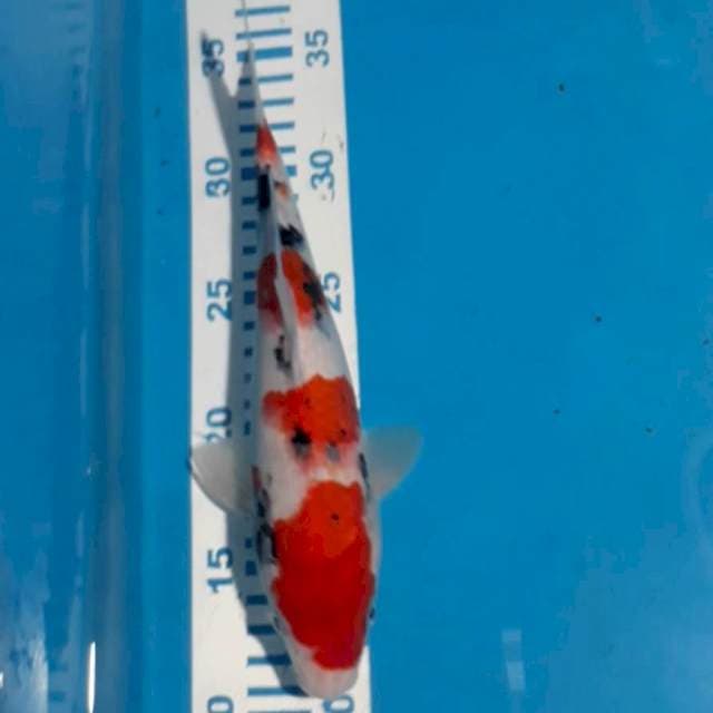 Sanke 25 cm