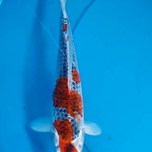 Goshiki 24 cm