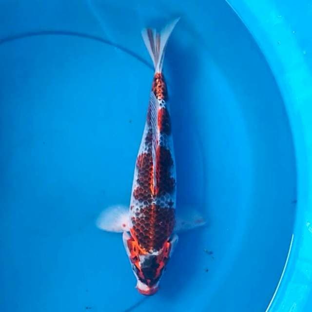 Goshiki 26 cm