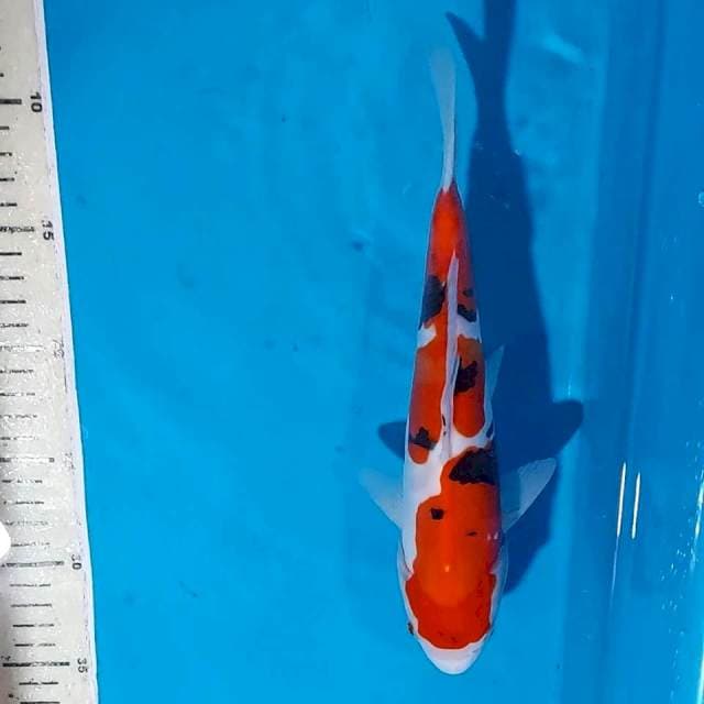SANKE DOITSU 25 CM