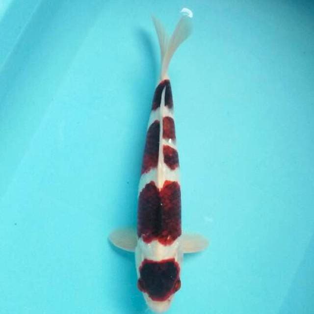 Maruten goromo