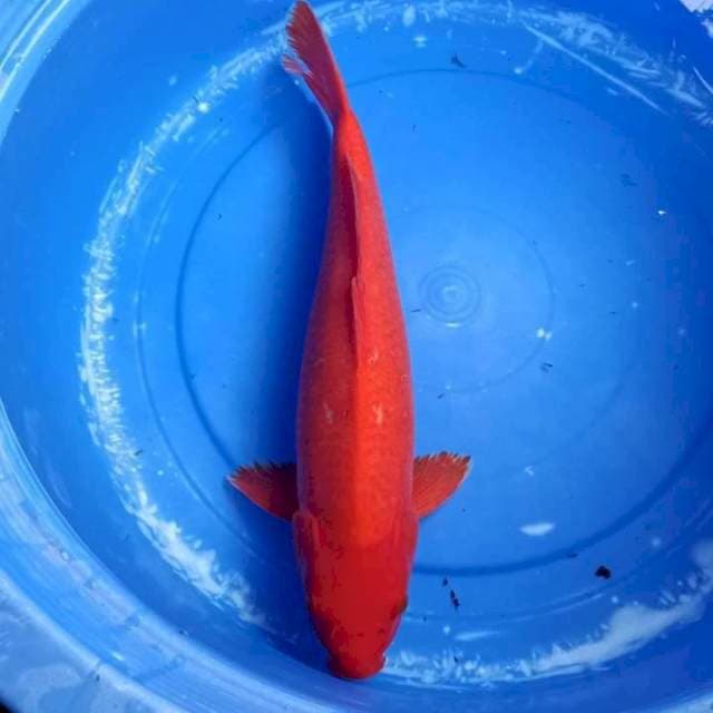 Benigoi 50cm