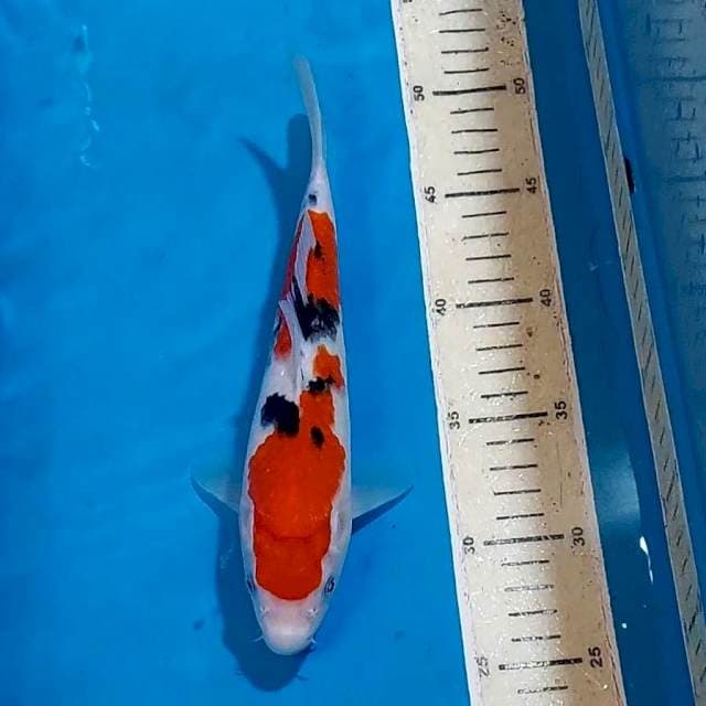 SANKE 24 CM