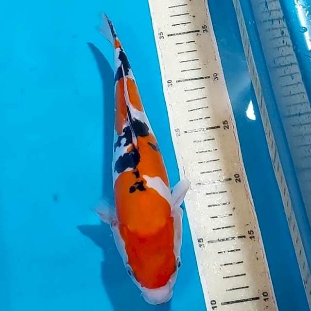 SANKE DOITSU 26 CM