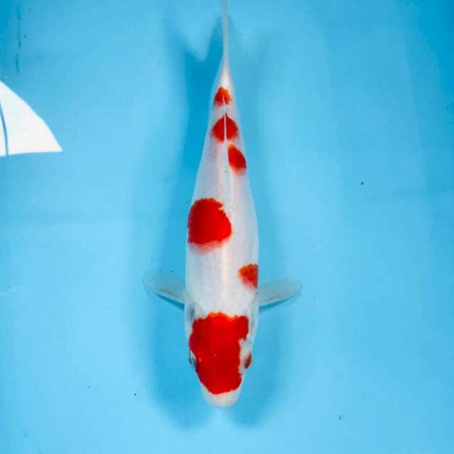 Kohaku, 24 cm