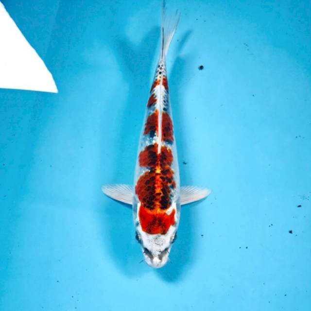 Kujaku, 18 cm