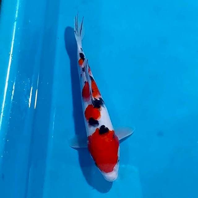 SANKE RED STRONG 24 CM