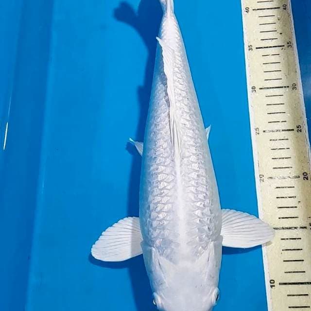 PLATINUM FULL GINDRIN F1 40 CM