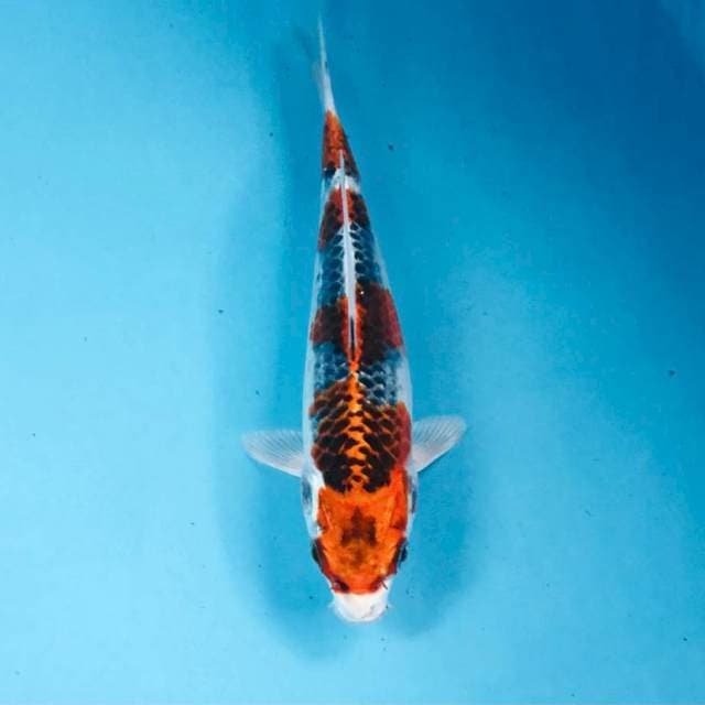 Kujaku, 18 cm