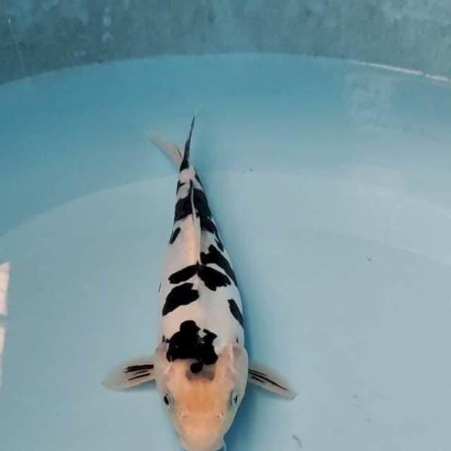 Sapi perah