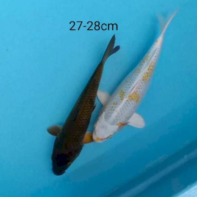 Mix antikan